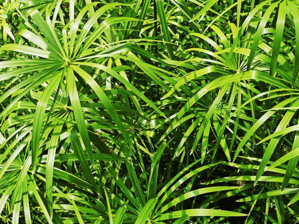 The papyrus plant
